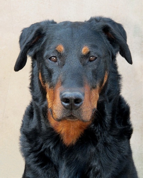 Chin-taö des marais du diable