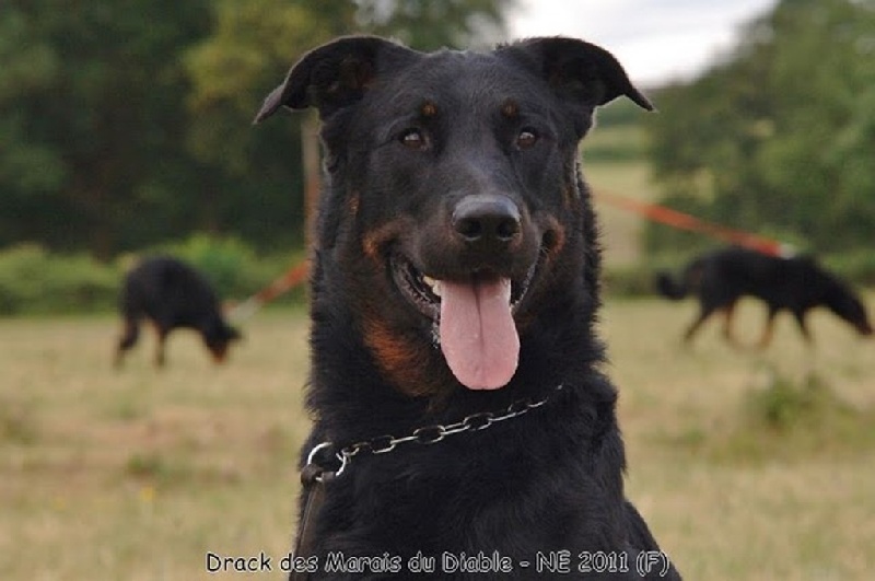 CH. Drack des marais du diable